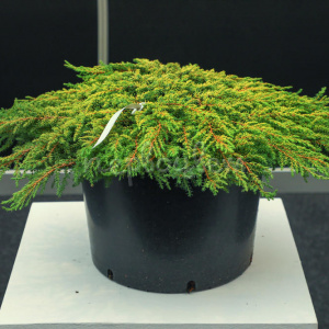 Можжевельник обыкновенный Lemon Carpet