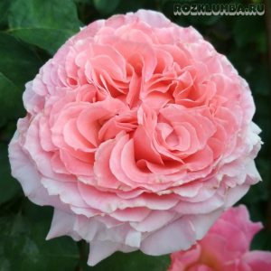 Роза  Laurent Cabrol