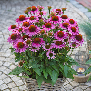 Эхинацея пурпурная SunMagic Vintage Fuschia
