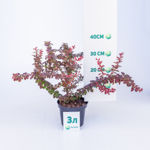 Барбарис тунберга Golden Ring