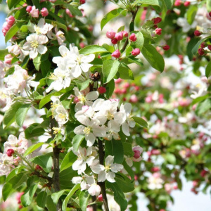 Яблоня Golden Hornet