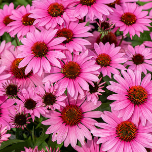 Эхинацея пурпурная SunMagic Vintage Fuschia