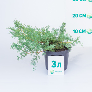 Можжевельник виргинский Grey Owl