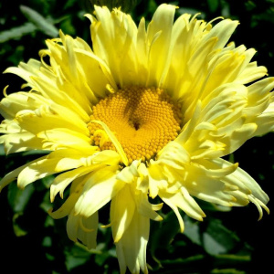 Нивяник (ромашка) Goldfinch