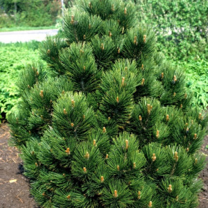 Сосна белокорая Little Dracula