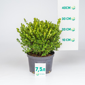 Самшит мелколистный Faulkner шар