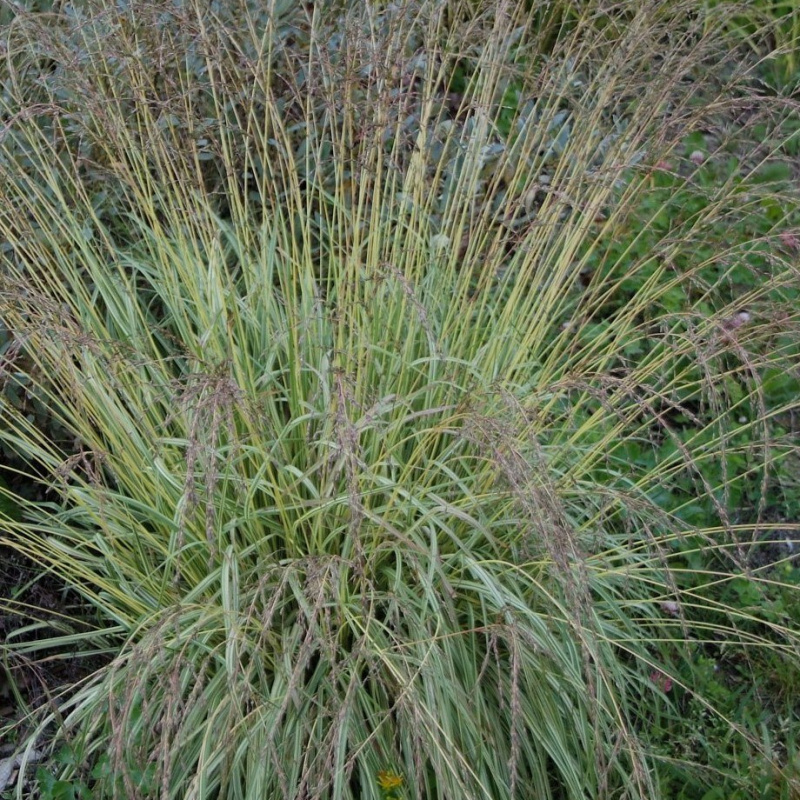 Молиния голубая `Variegata`