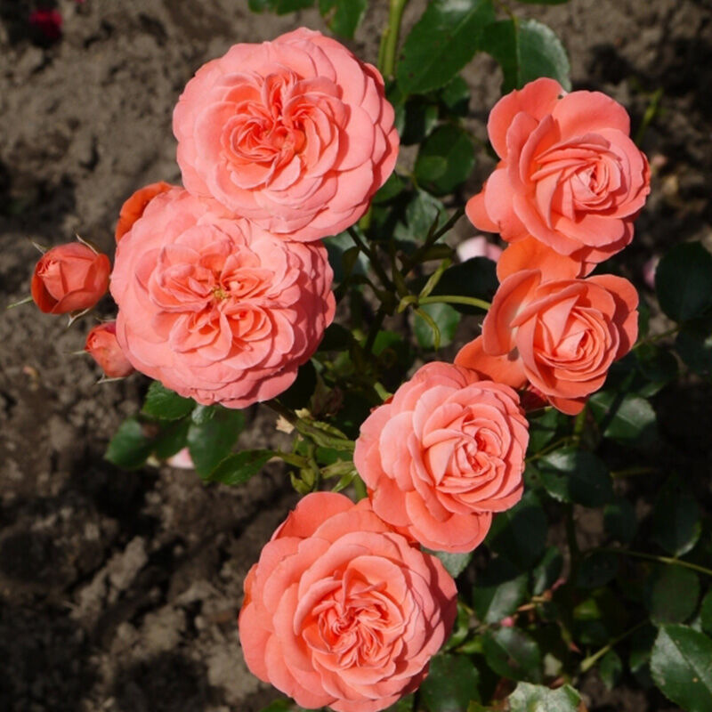 Роза Schackenborg