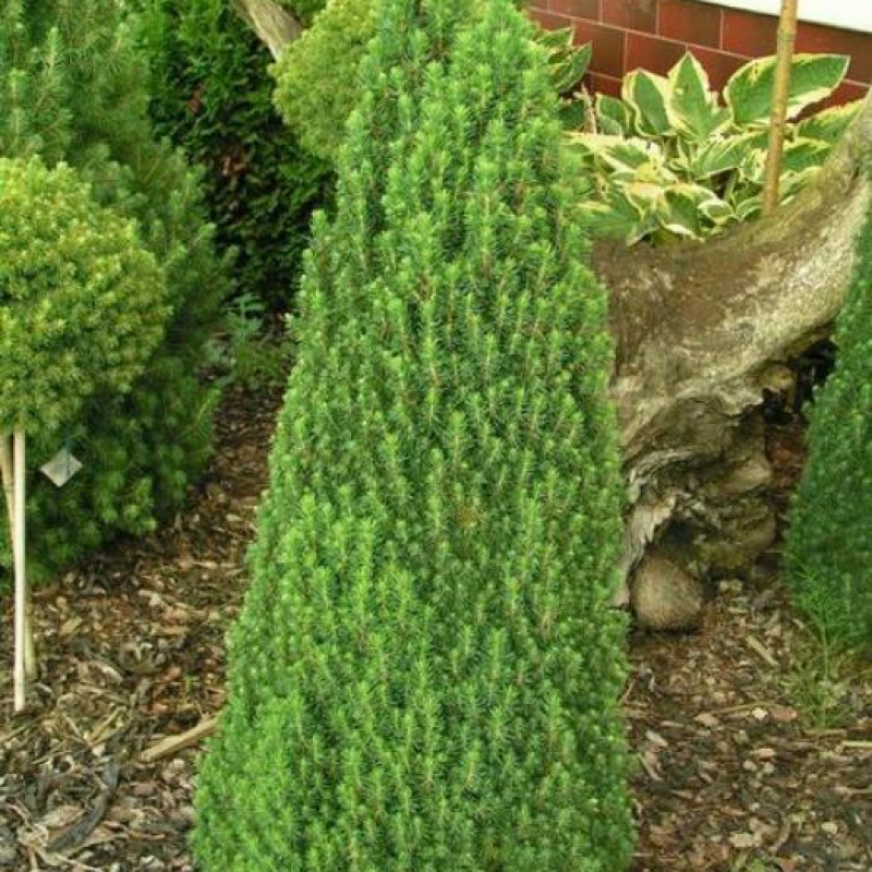 Ель канадская Laurin