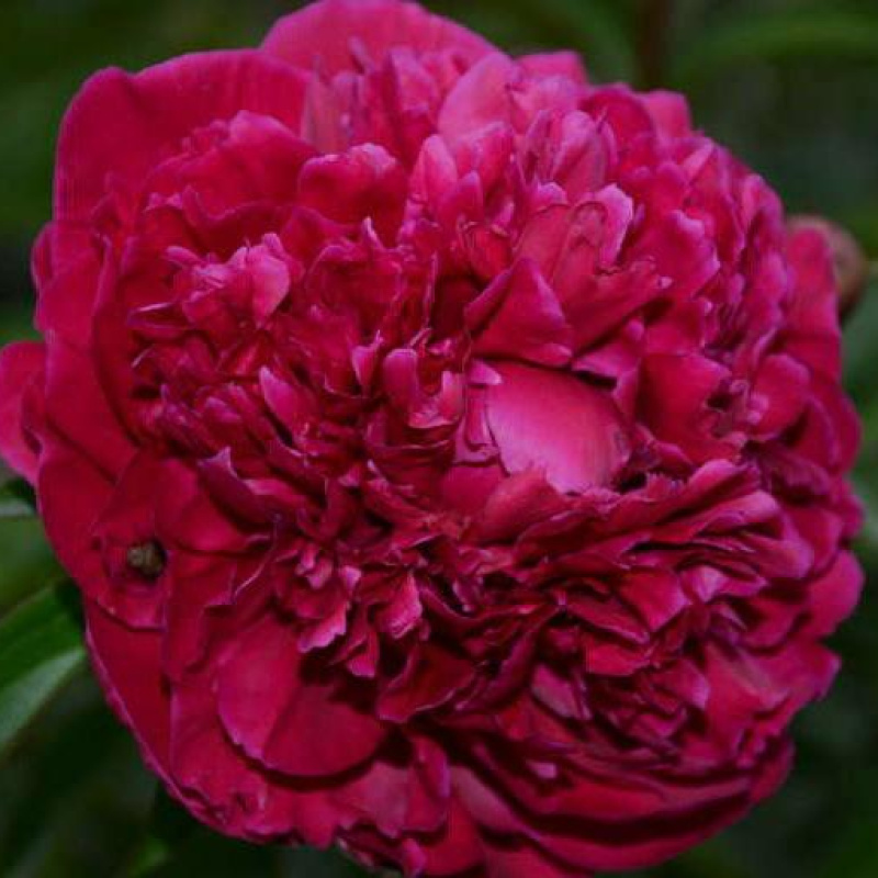 Пион `Inspecteur Lavergne`