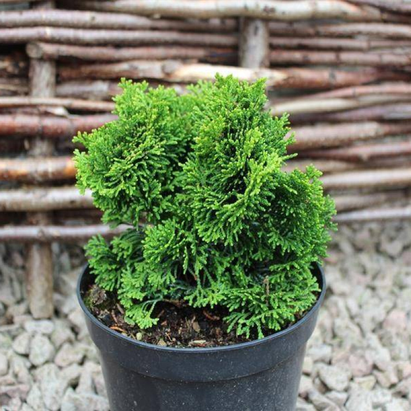 Кипарисовик тупой `Nana Gracilis`