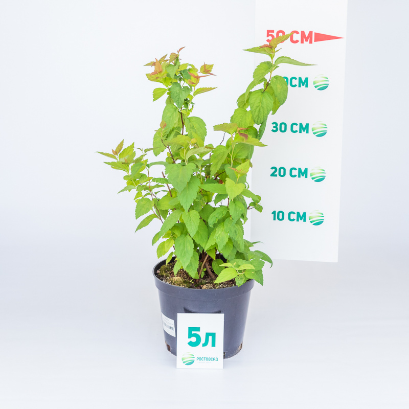 Спирея японская Macrophylla