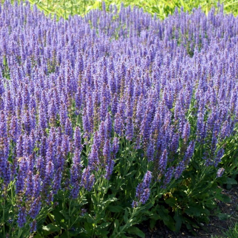 Шалфей дубравный Blauhügel