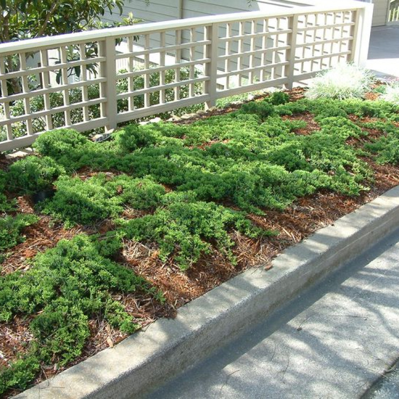 Можжевельник лежачий Nana