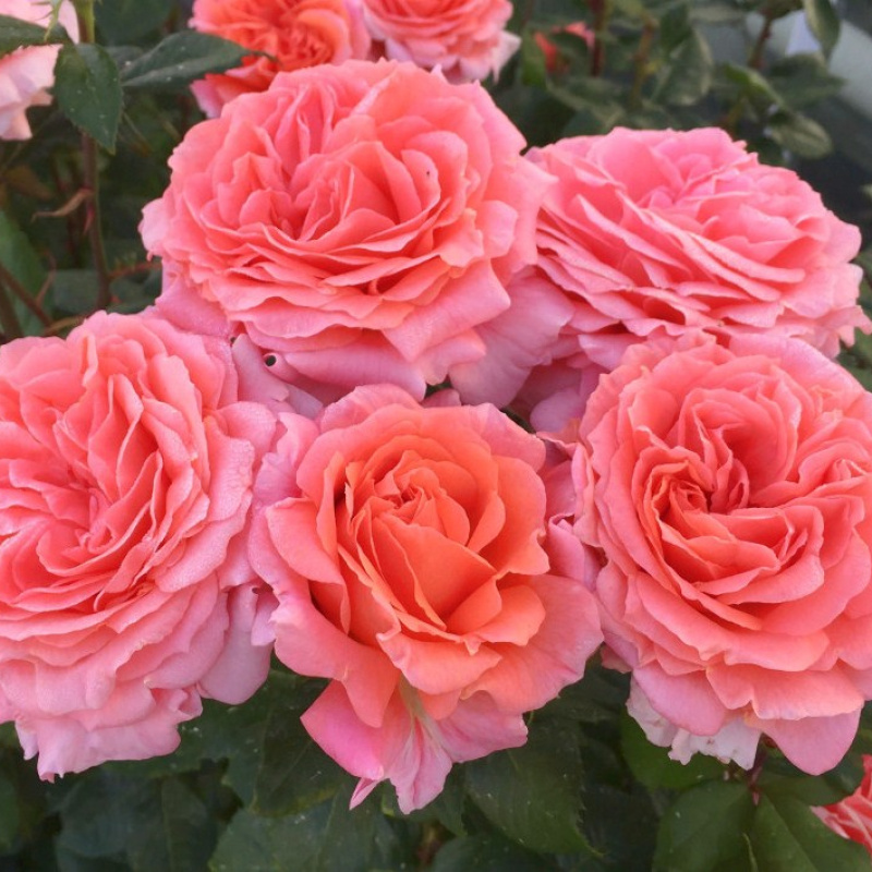 Роза  Amour de Molene