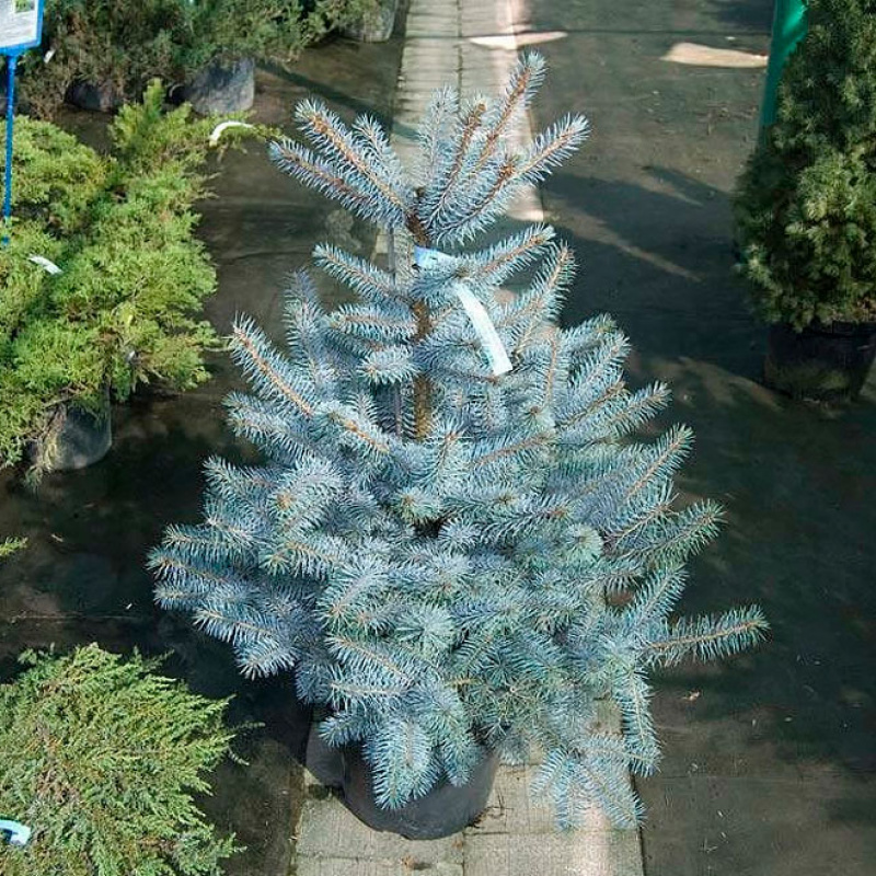 Ель колючая Super Blue Seedling
