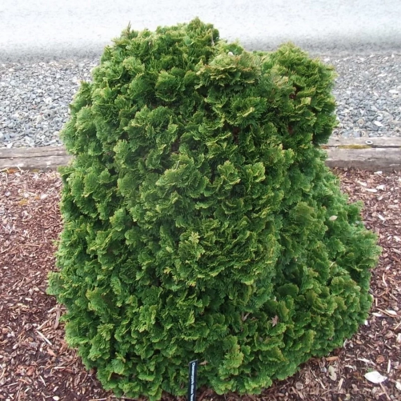 Кипарисовик тупой `Nana Gracilis`