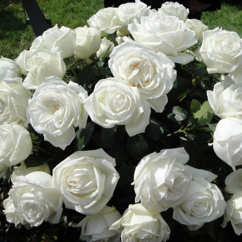 Роза  Pierre Arditi` (Lomonossov)