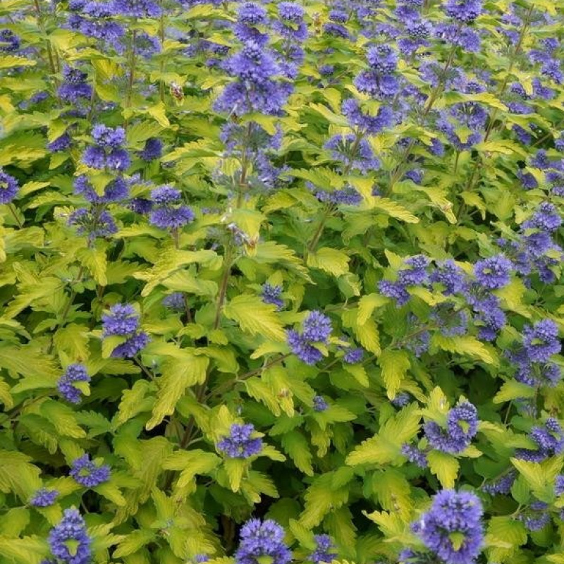 Кариоптерис `Gold Crest`