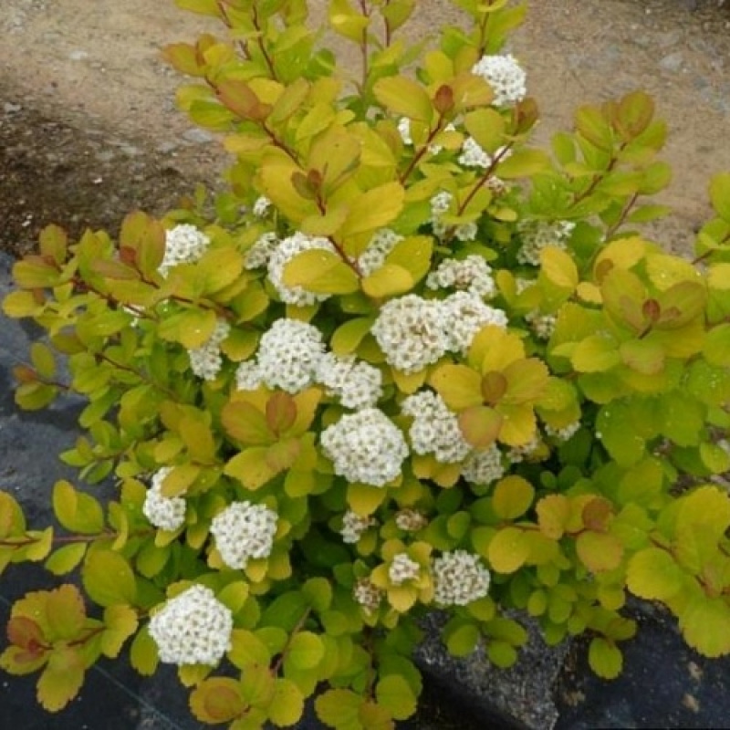 Спирея березолистная Tor Gold