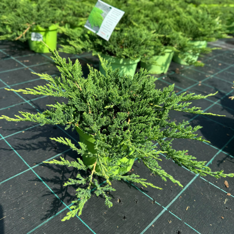 Можжевельник горизонтальный Prince of Wales