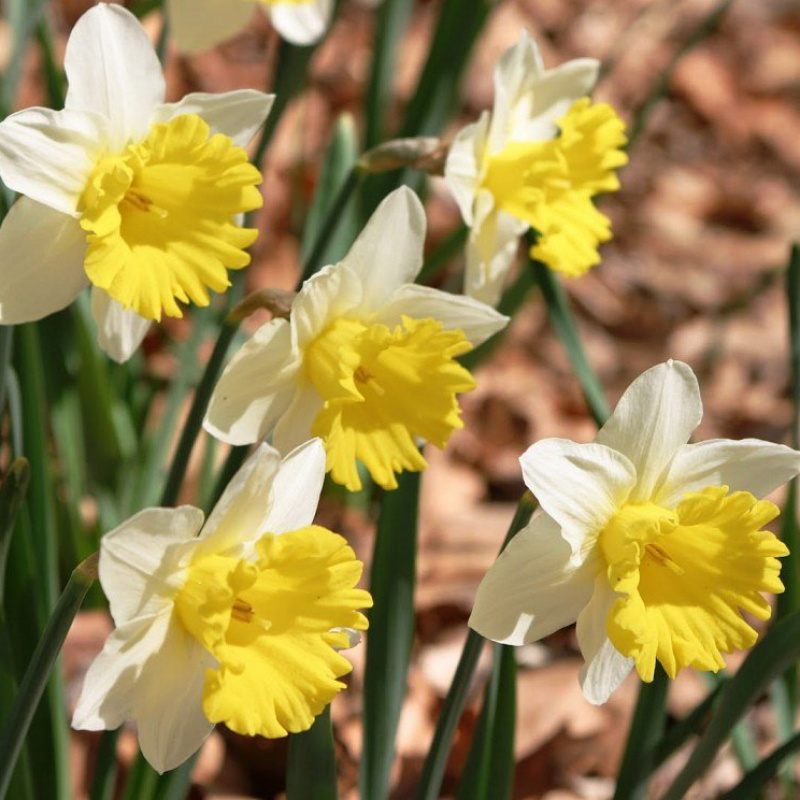 Нарциссы