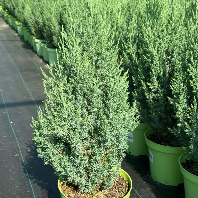 Можжевельник китайский Stricta