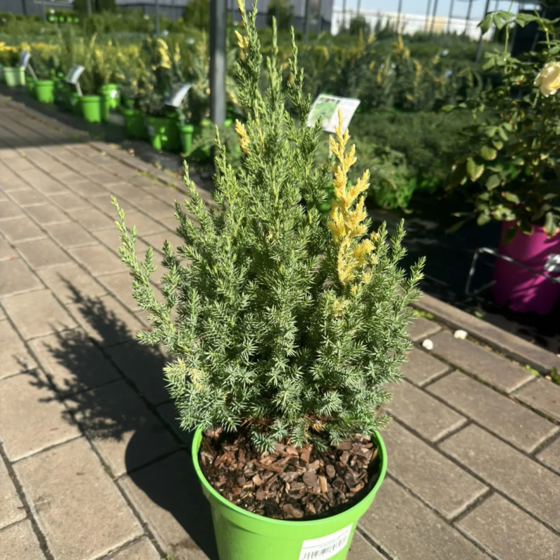 Можжевельник китайский Stricta Аurea