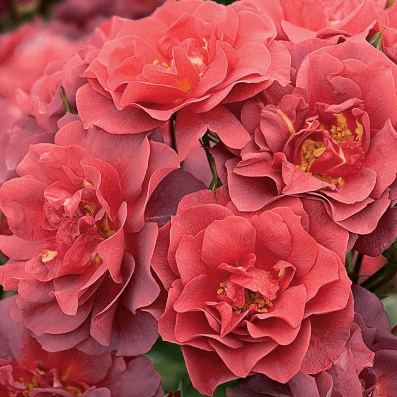 Роза Cinco de Mayo