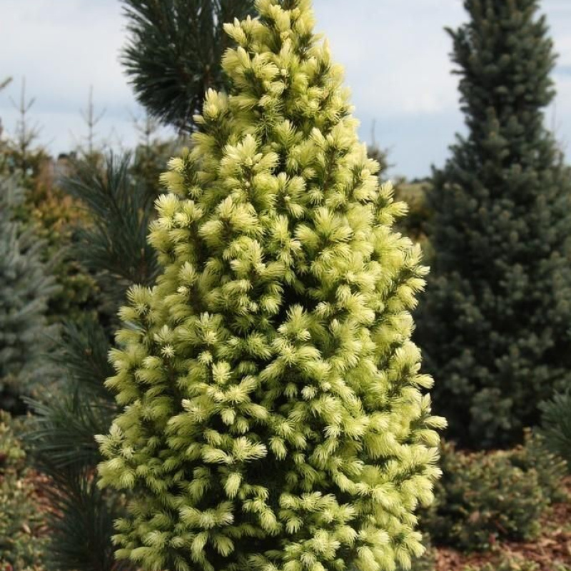 Ель канадская  Sun on the Sky