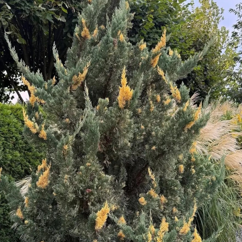 Можжевельник китайский `Вариегата`(`Variegata`)