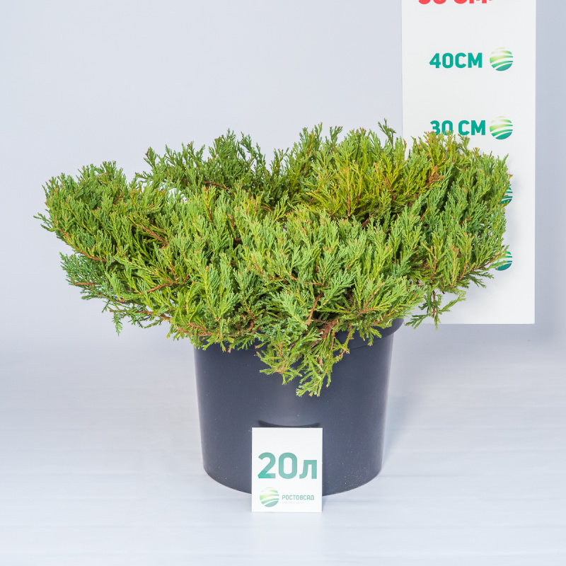 Можжевельник горизонтальный Andorra Сompacta