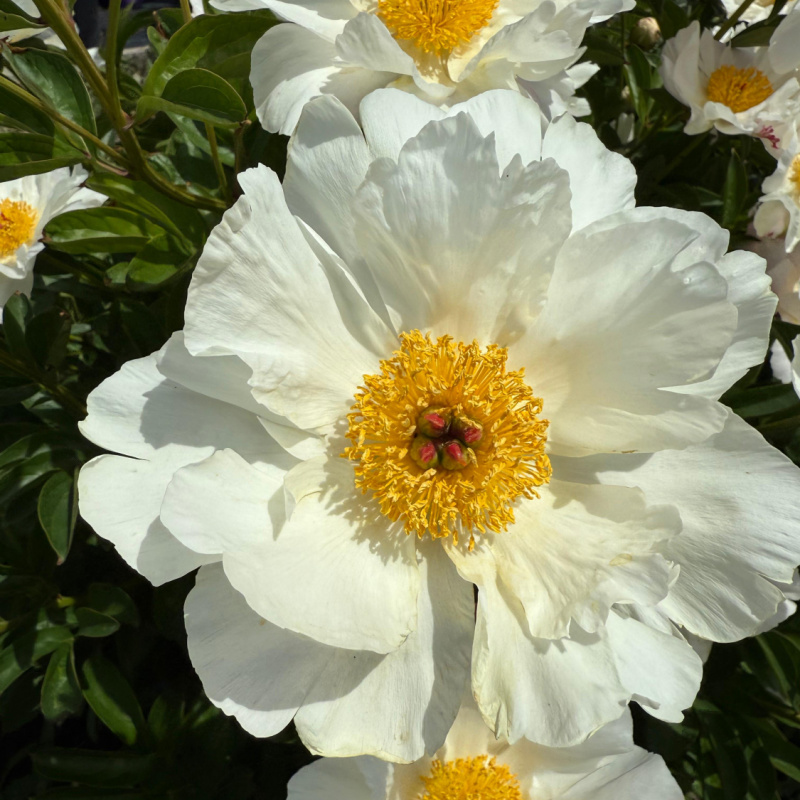 Пион `Polly Sharp`