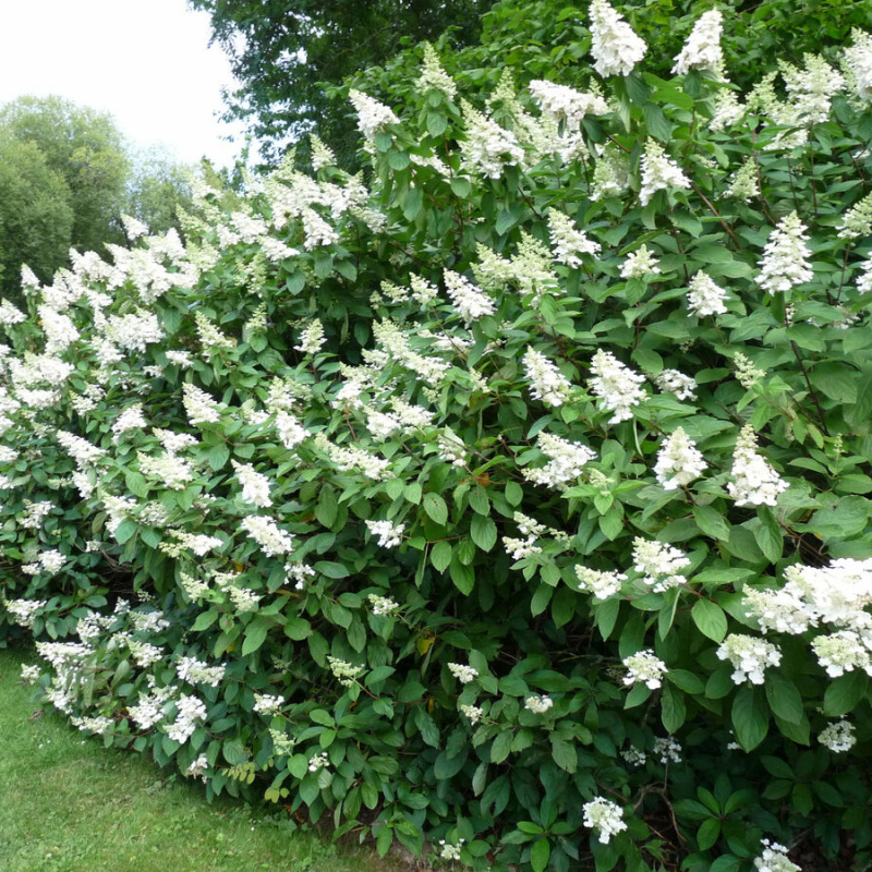 Гортензия white lady описание и фото метельчатая