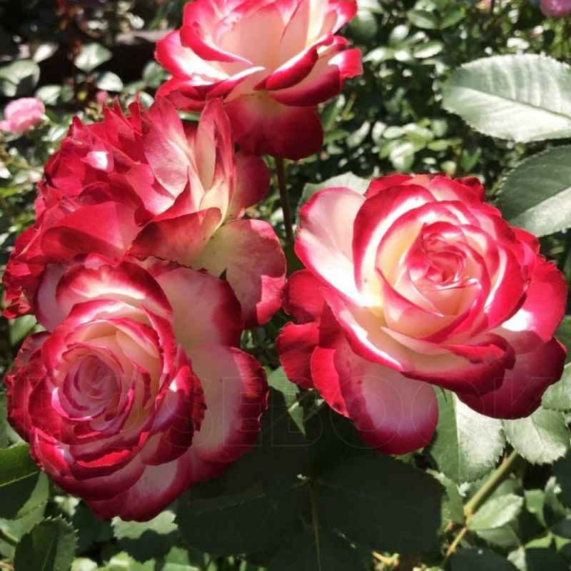 Роза Ubile de Saint-Petersbourg