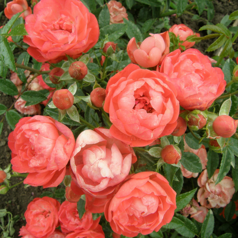 Роза  Morsdagt Orange