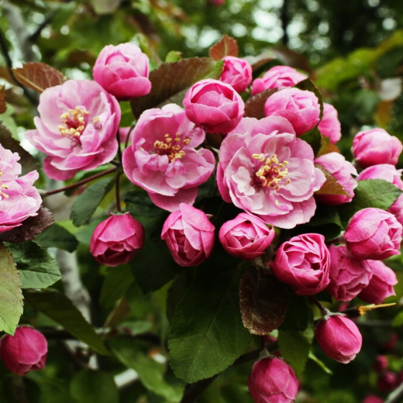 Яблоня Brandy Magic