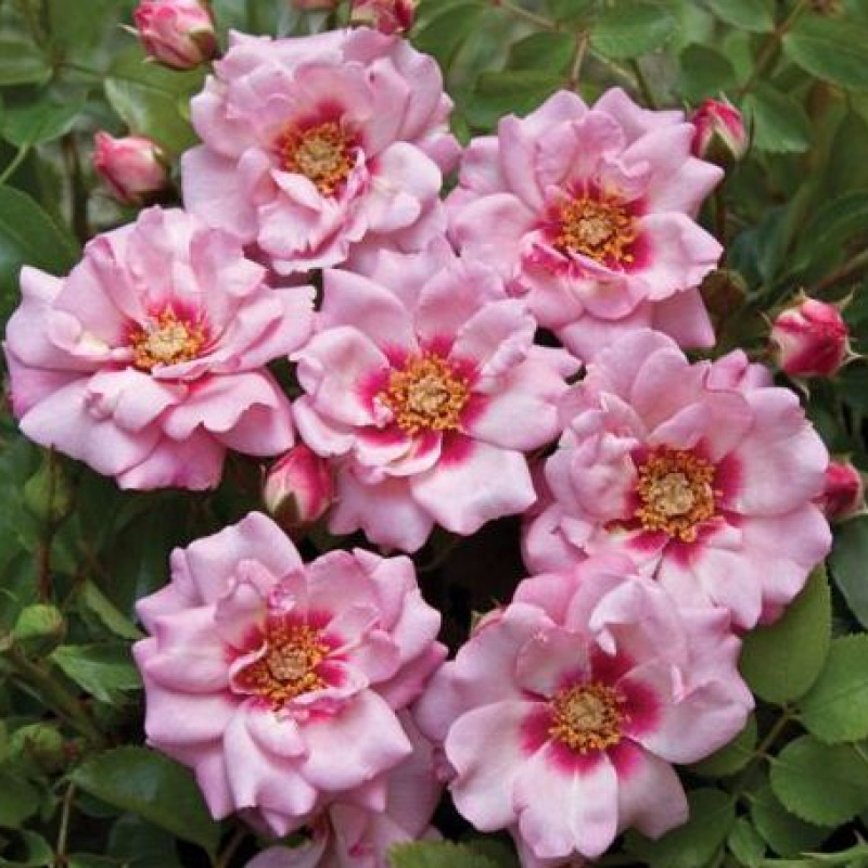 Роза  Angel Eyes