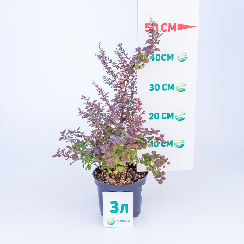 Барбарис тунберга Atropurpurea