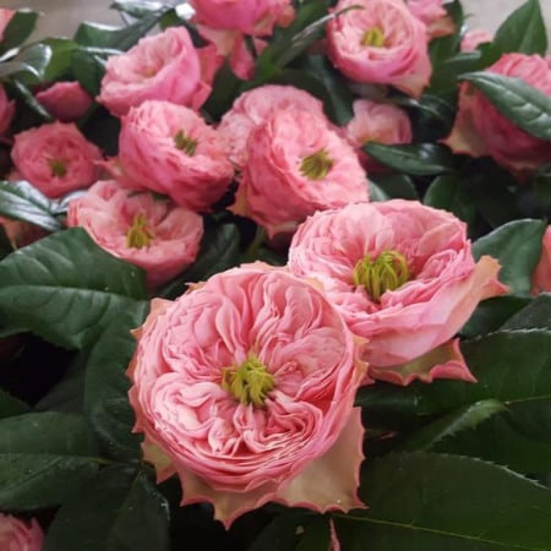 Роза  Northanger Abbey