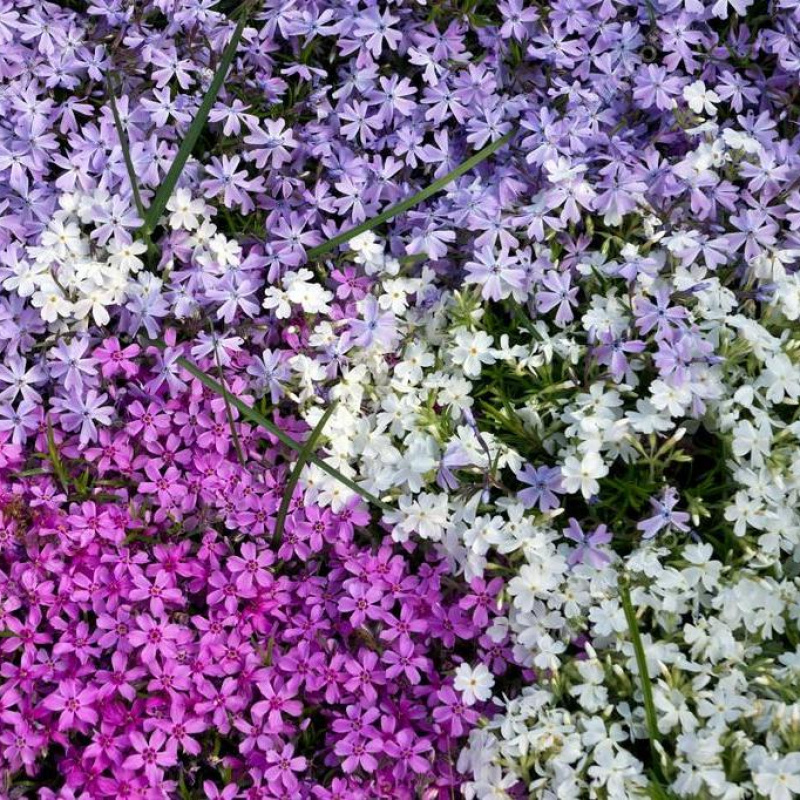 Флокс шиловидный в ассортименте