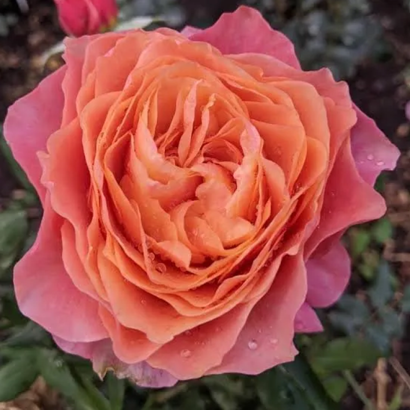 Роза  Richmond Park