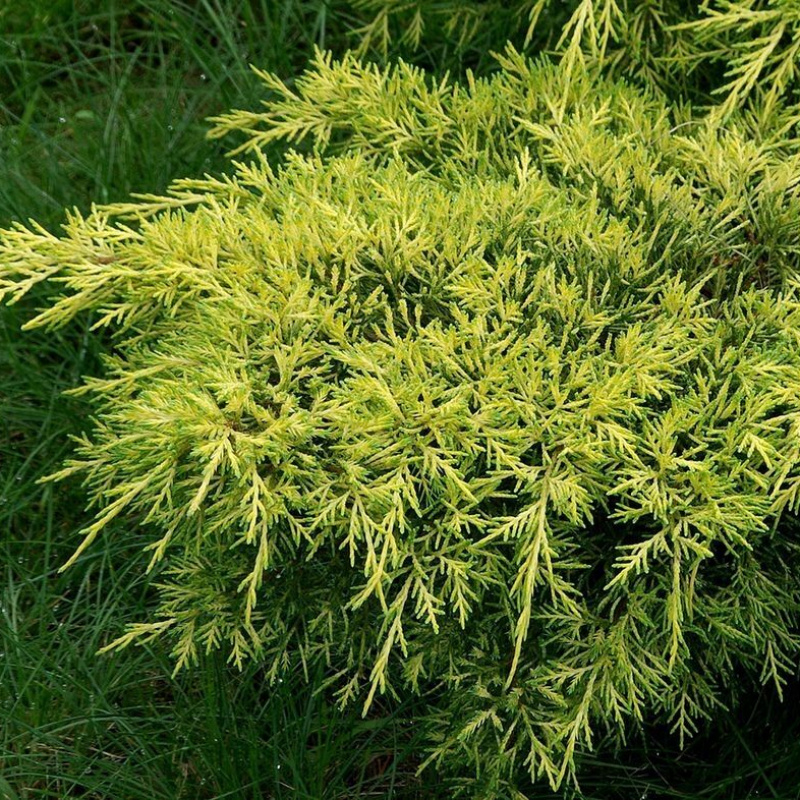 Можжевельник средний Gold Coast