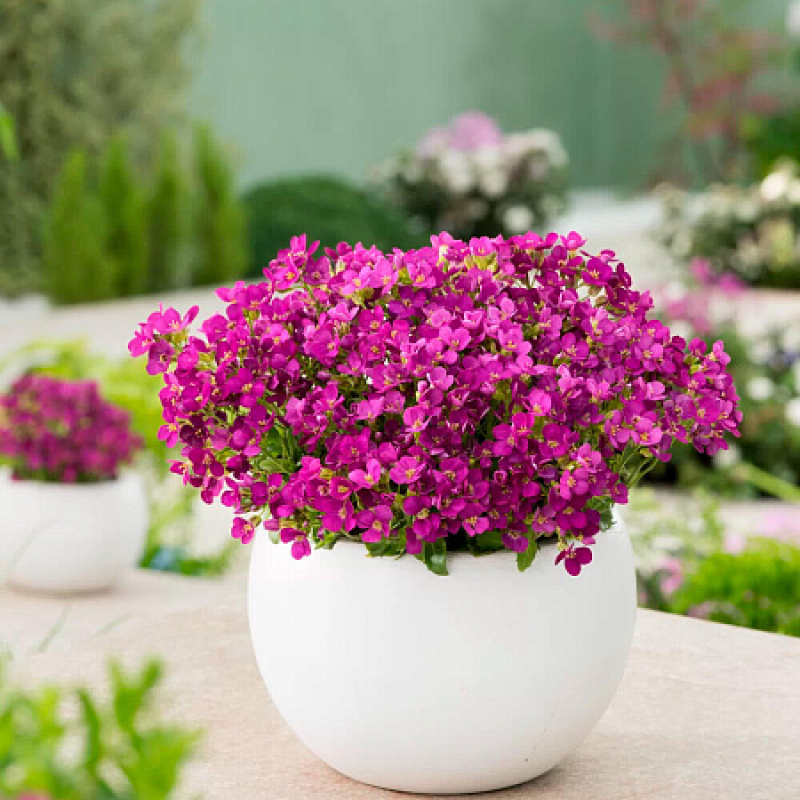 Арабис `Little Treasure Deep Rose`