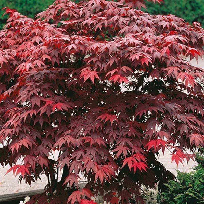 Клен веерный `Atropurpureum`