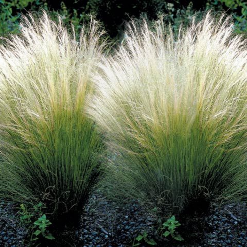 Ячмень гривастый многолетник. Ковыль Stipa tenuissima. Ковыль тончайший (Stipa tenuissima). Ковыль тончайший (Stipa tenuissima) "Angel hair". Ковыль гривастый.