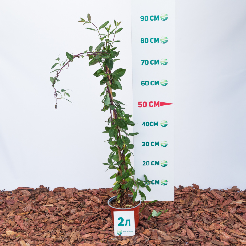 Жимолость вьющаяся Serotina