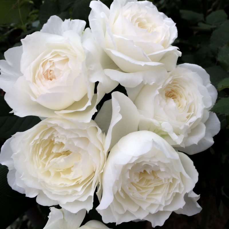 Роза Princess Miyuki 