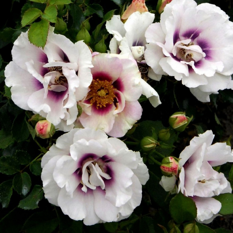 Роза  Eyes for You