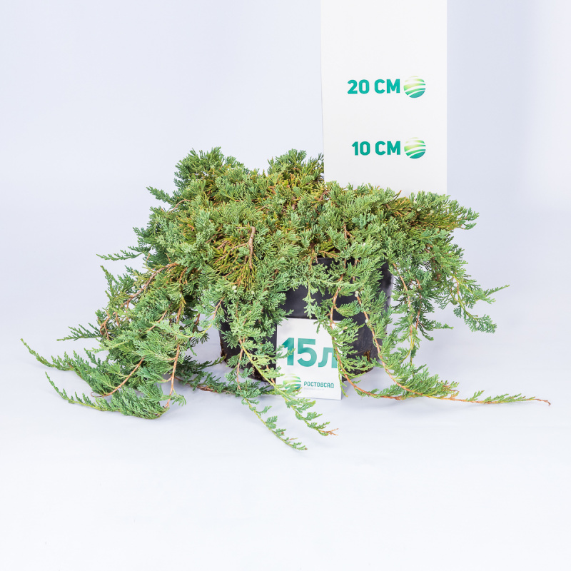 Можжевельник горизонтальный Wiltonii